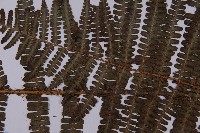 圓齒軸鱗蕨藏品圖，第4張