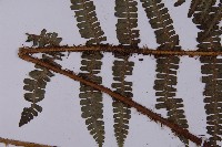 圓齒軸鱗蕨藏品圖，第5張