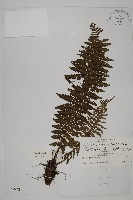 膜邊肋毛蕨藏品圖，第1張