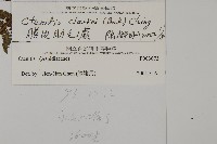 膜邊肋毛蕨藏品圖，第2張