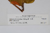 盧山石葦藏品圖，第2張