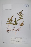 鈍羽假瘤蕨藏品圖，第1張