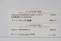 鈍羽假瘤蕨藏品圖，第2張