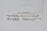 陜西假瘤蕨藏品圖，第2張