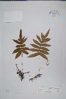 登錄號:P003677藏品圖，第1張