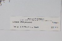 登錄號:P003677藏品圖，第2張