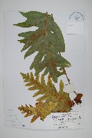 中華槲蕨藏品圖，第1張