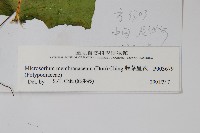 膜葉星蕨藏品圖，第2張