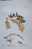 喜馬拉雅水龍骨藏品圖，第1張