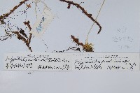 喜馬拉雅水龍骨藏品圖，第2張