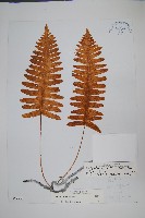 光莖水龍骨藏品圖，第1張