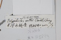 光莖水龍骨藏品圖，第2張