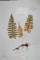 薄葉水龍骨藏品圖，第1張