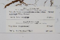 薄葉水龍骨藏品圖，第2張