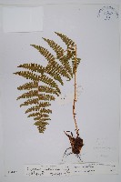 尖齒鱗毛蕨藏品圖，第1張