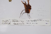 尖齒鱗毛蕨藏品圖，第2張