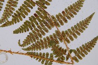 尖齒鱗毛蕨藏品圖，第3張