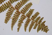 尖齒鱗毛蕨藏品圖，第4張