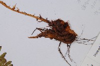 尖齒鱗毛蕨藏品圖，第5張