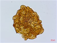 尖齒鱗毛蕨藏品圖，第4張