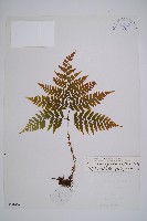 鱗柄短腸蕨藏品圖，第1張