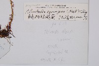 鱗柄短腸蕨藏品圖，第2張