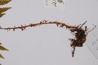 鱗柄短腸蕨藏品圖，第3張