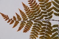 鱗柄短腸蕨藏品圖，第4張