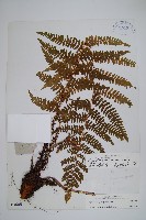 深裂鱗毛蕨藏品圖，第1張