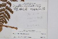 深裂鱗毛蕨藏品圖，第2張