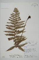 喜馬拉雅耳蕨藏品圖，第1張