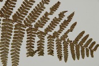 喜馬拉雅耳蕨藏品圖，第2張