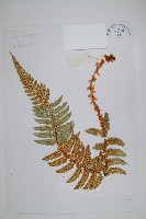 喜馬拉雅耳蕨藏品圖，第3張