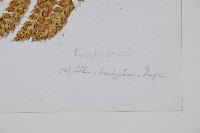 喜馬拉雅耳蕨藏品圖，第4張