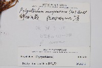 寶興耳蕨藏品圖，第2張