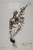 狹蓋粉背蕨藏品圖，第1張