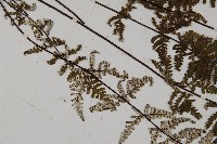 狹蓋粉背蕨藏品圖，第4張