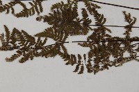 狹蓋粉背蕨藏品圖，第5張