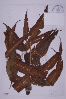 登錄號:P003689藏品圖，第1張