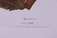 登錄號:P003689藏品圖，第2張