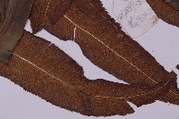 登錄號:P003689藏品圖，第3張