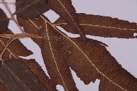 登錄號:P003689藏品圖，第4張