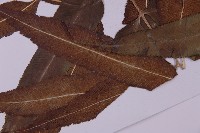 登錄號:P003689藏品圖，第5張