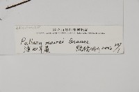 滇西旱蕨藏品圖，第2張