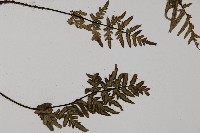 滇西旱蕨藏品圖，第3張