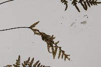 滇西旱蕨藏品圖，第4張