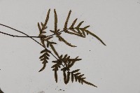 滇西旱蕨藏品圖，第5張