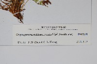 珠蕨藏品圖，第2張