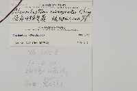 五角葉粉背蕨藏品圖，第2張