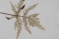 五角葉粉背蕨藏品圖，第3張